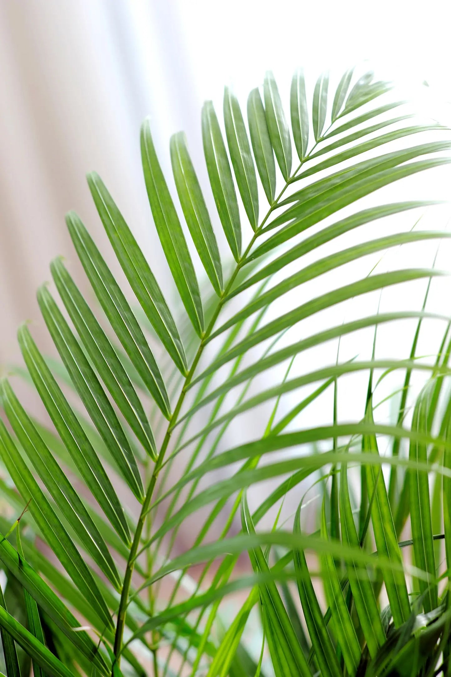 Detail der Blätte der XXL Goldfruchtpalme