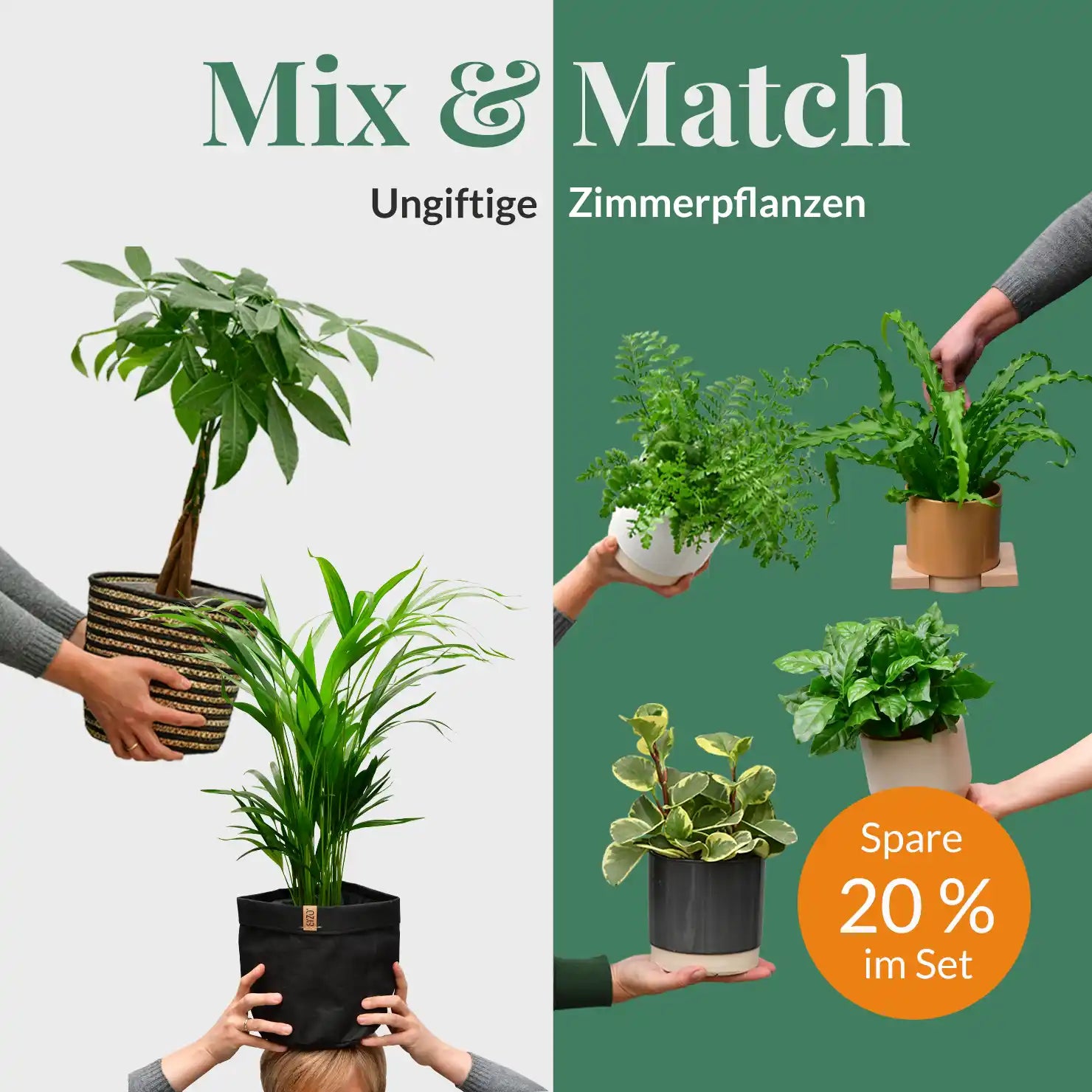 Mix & Match 6er Box Ungiftige Pflanzen – Green Me Up