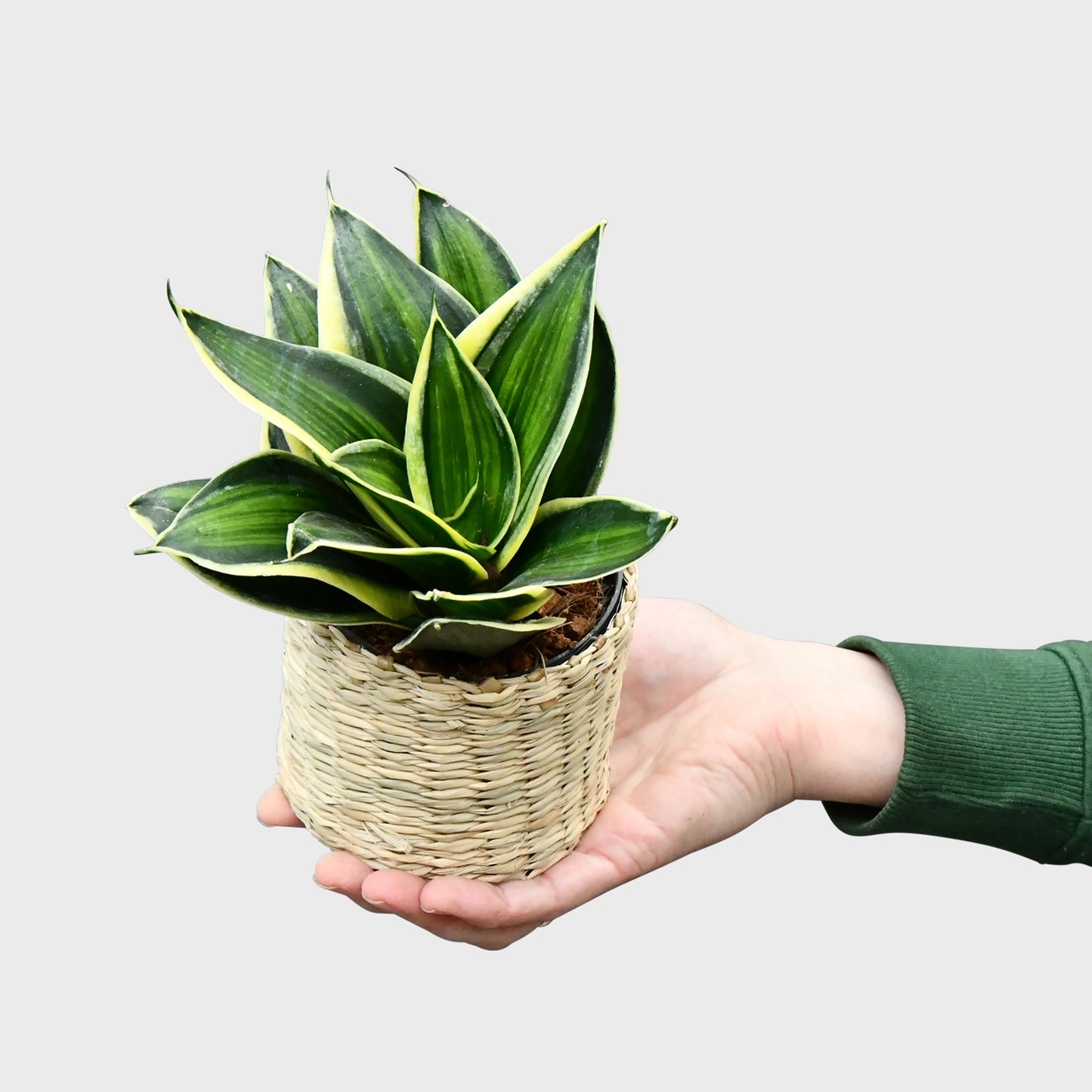 Babypflanze Sansevieria Hanni Gelb