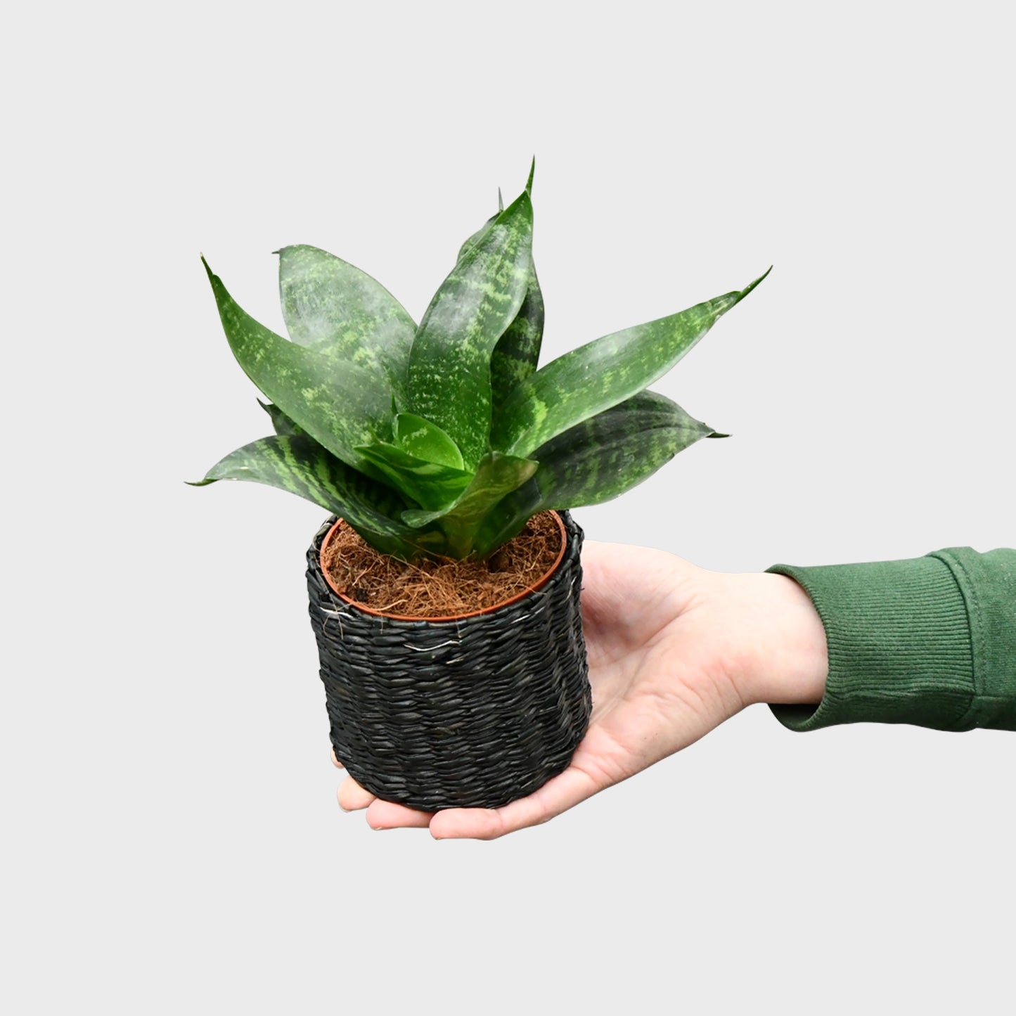 Babypflanze Sansevieria Hanni Grün