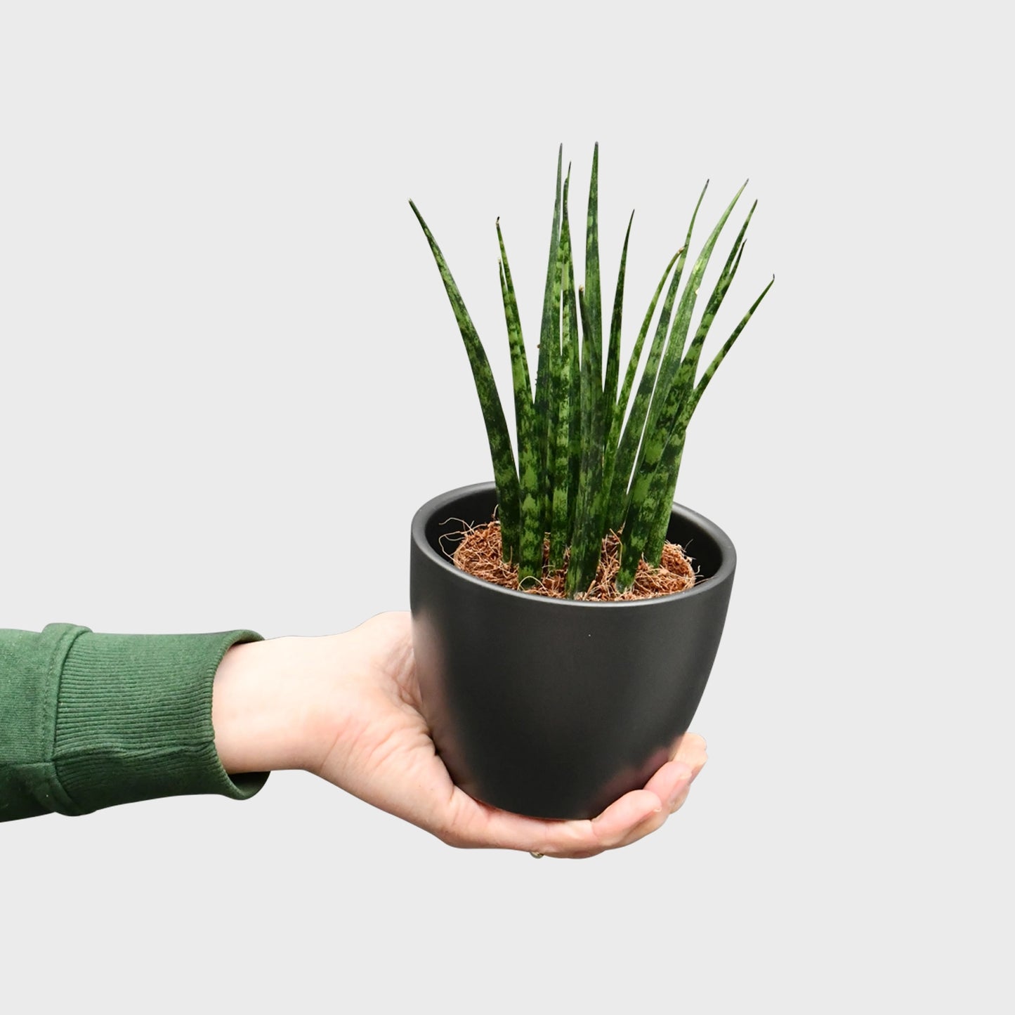 Babypflanze Sansevieria Kirkii