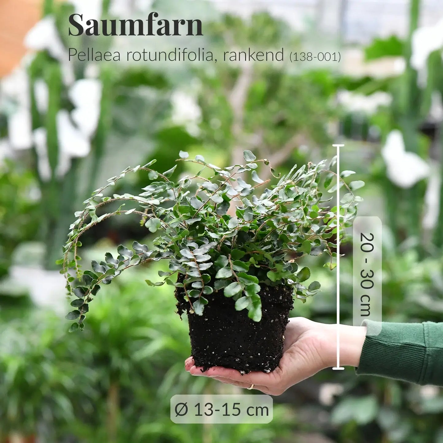 Frischer Saumfarn mit gesunden Wurzeln direkt beim Gärtner