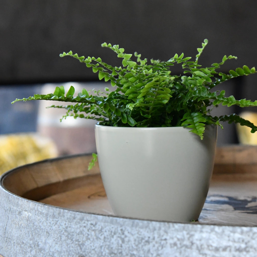 Babypflanze Schwertfarn