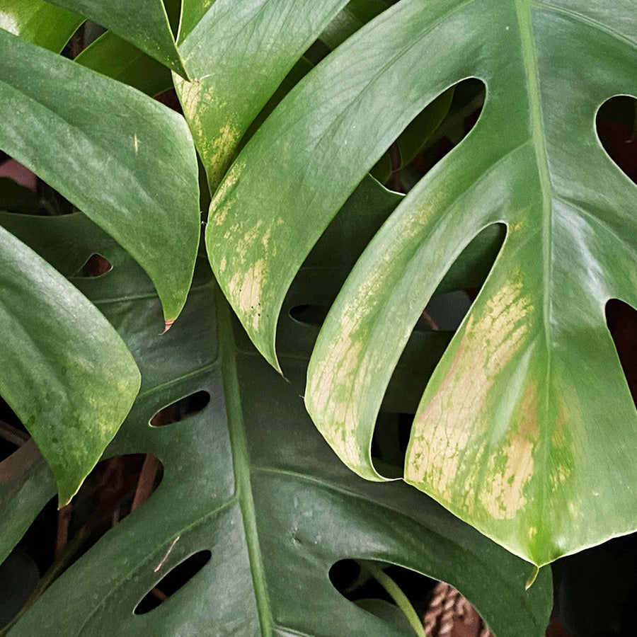 Pflanze-Monstera