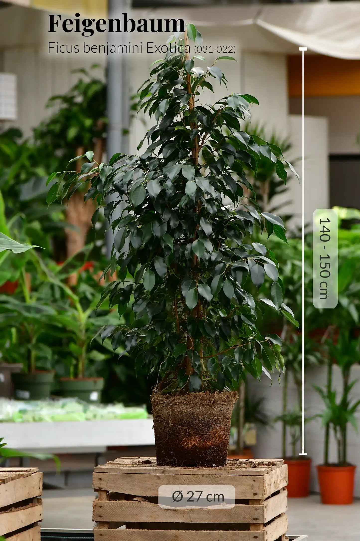 SPECIAL OFFER XXL Ficus Benjamini