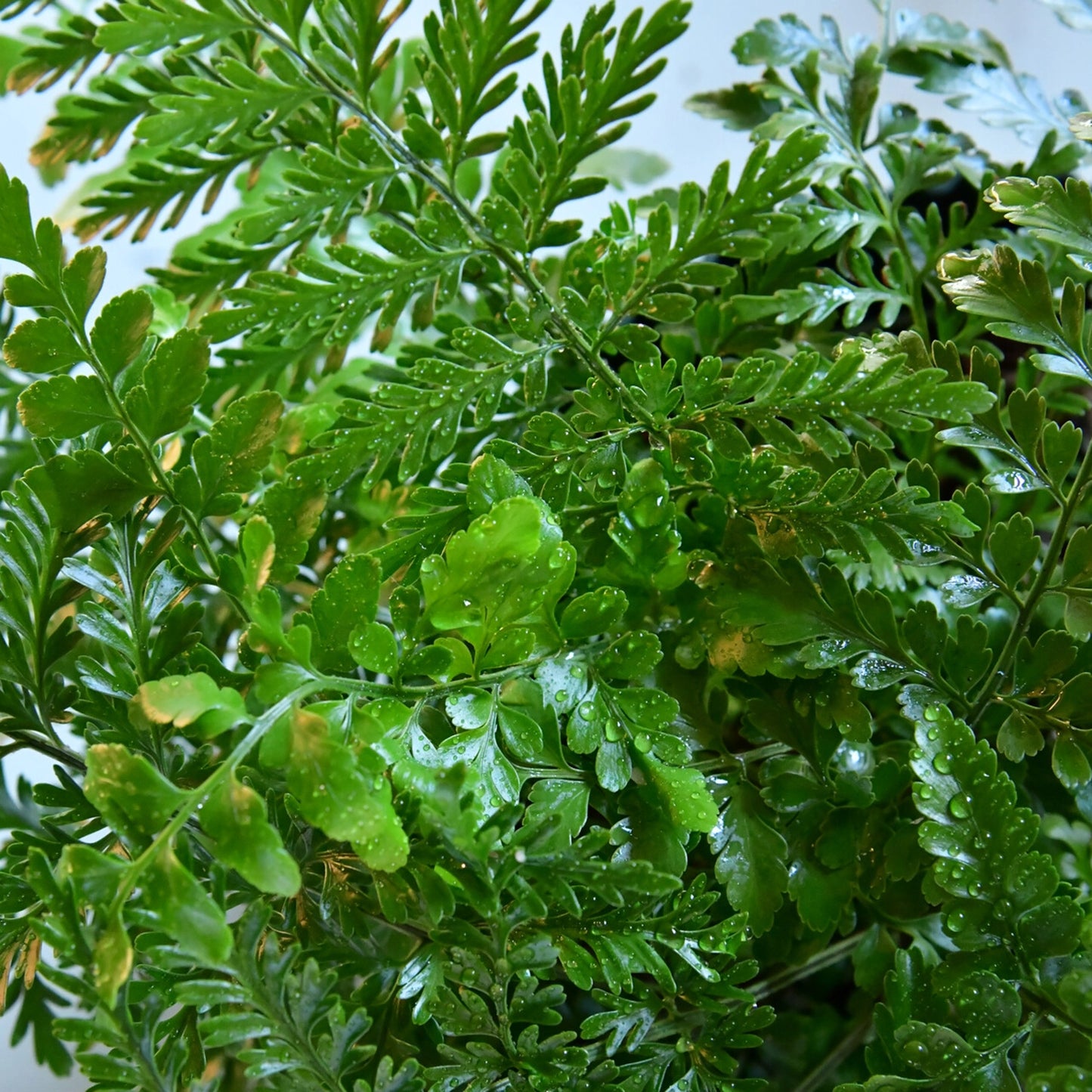 Substral® Naturen® Grundstoff Urtica Sprühflasche 750ml im Pflegeset