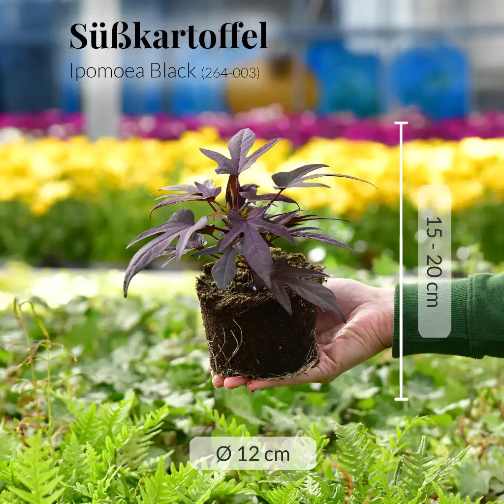 Süßkartoffel Black, hängend