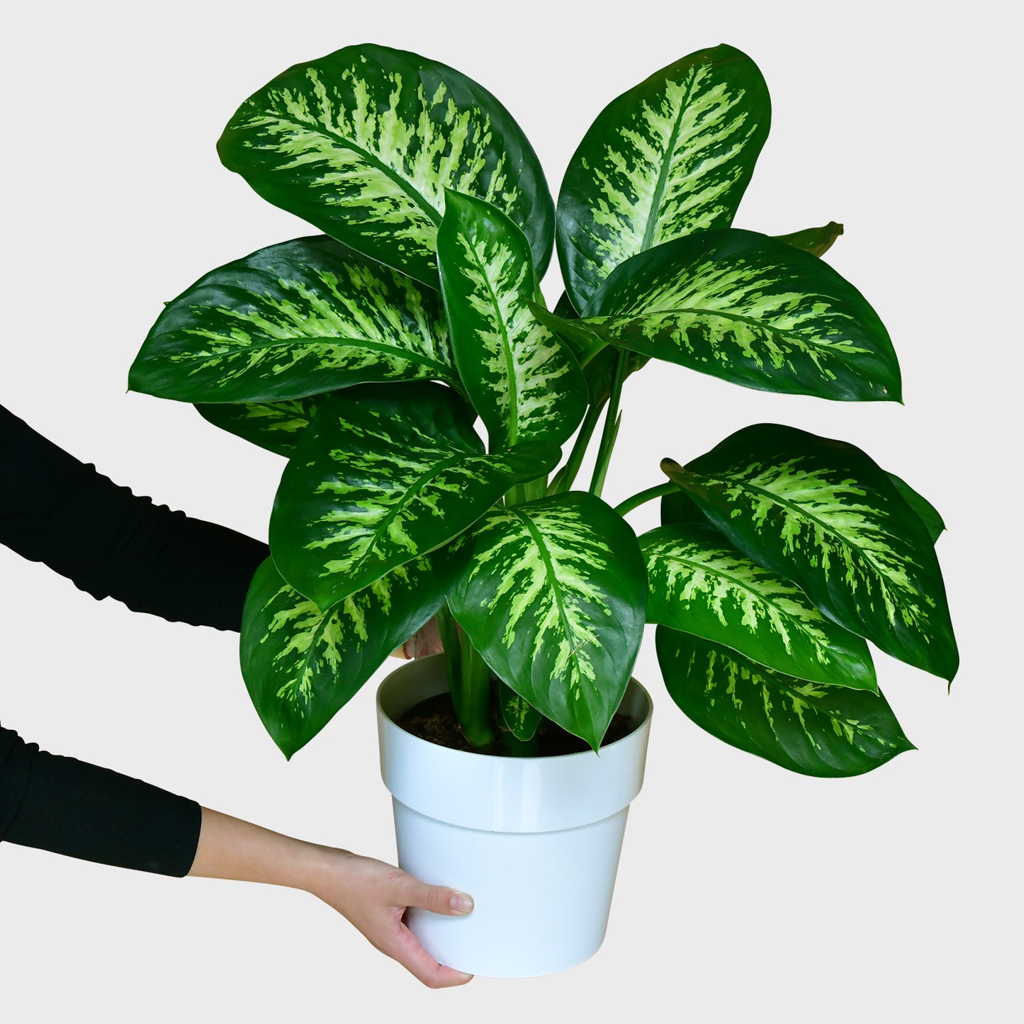 Tropic Snow Dieffenbachia