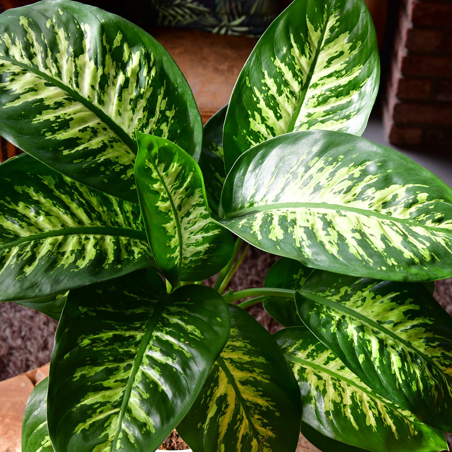 Tropic Snow Dieffenbachia