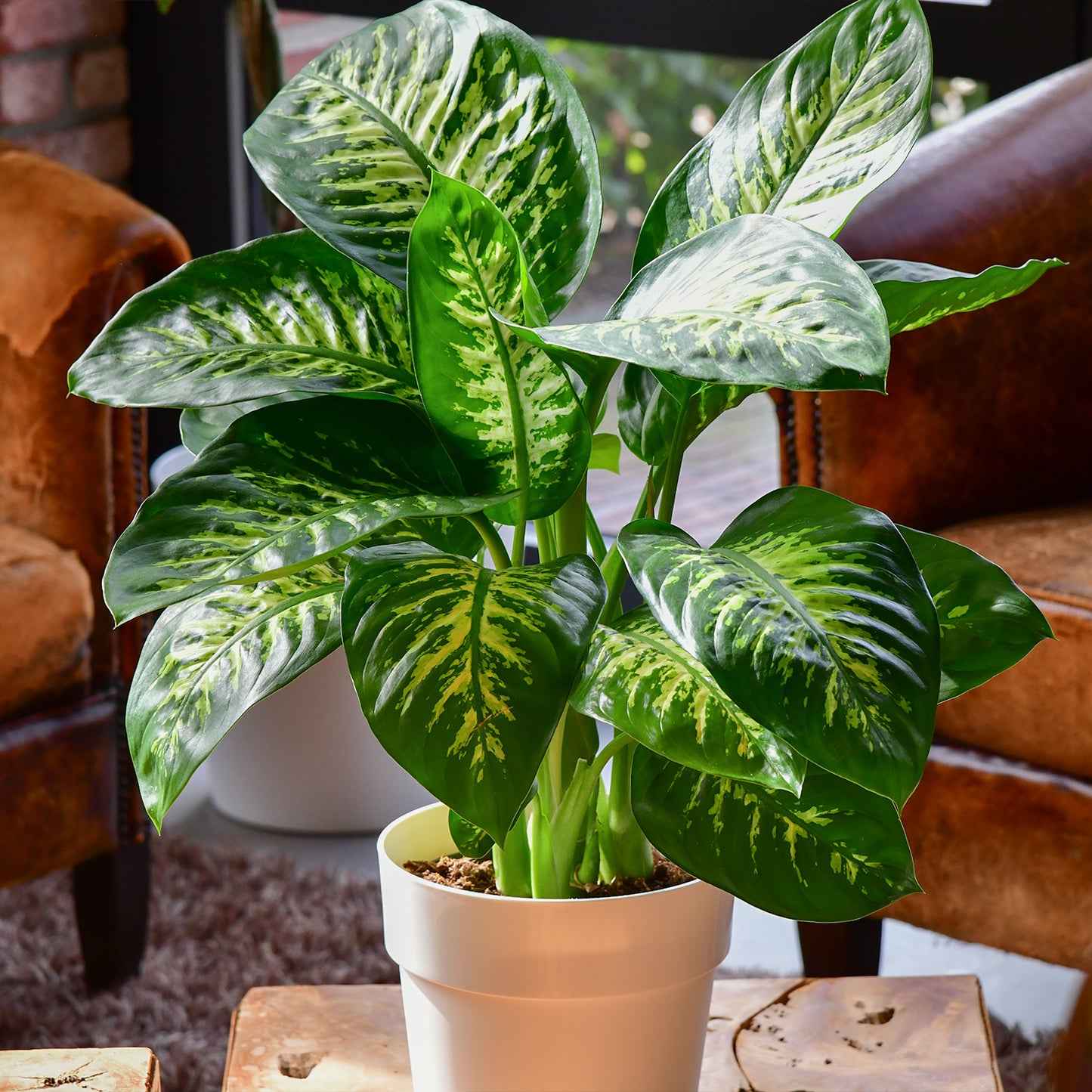 Tropic Snow Dieffenbachia