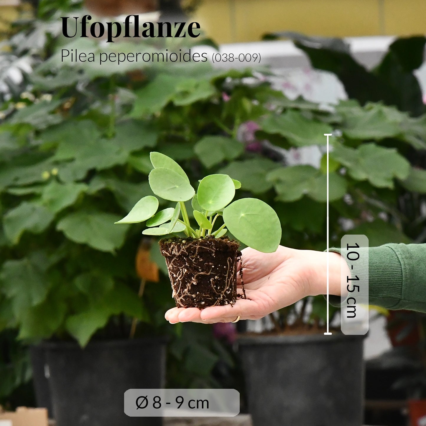 Babypflanze Pilea