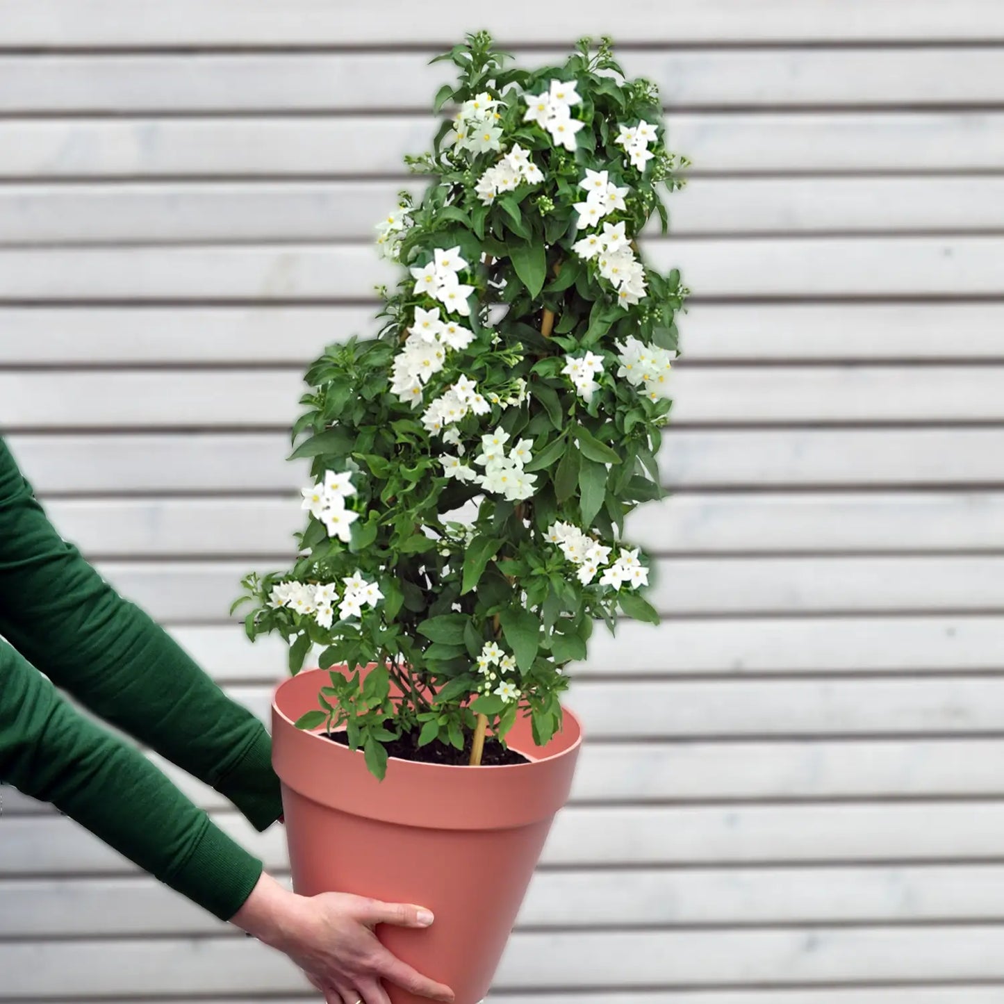 Weißer Sommerjasmin am Rankgitter