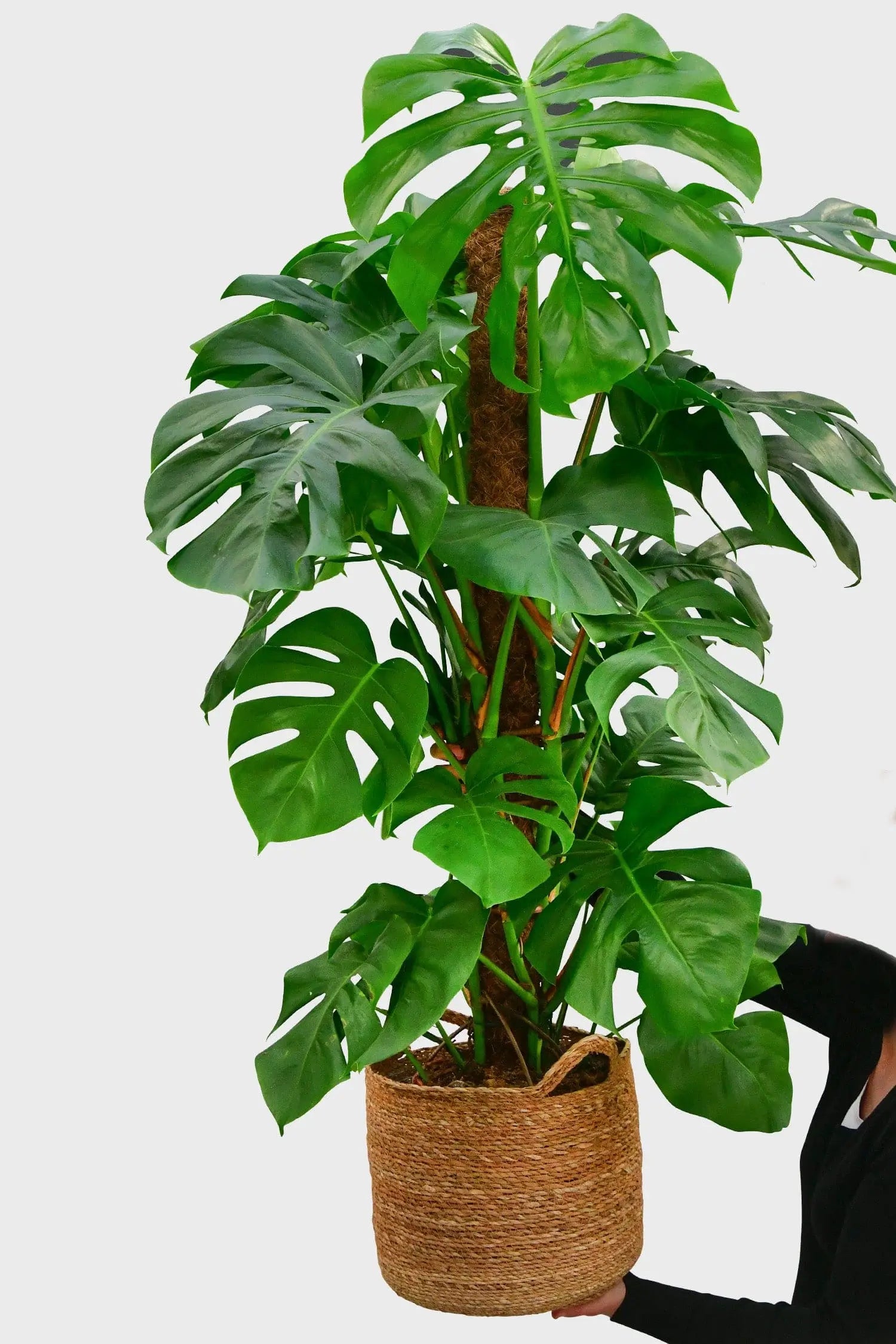 monstera deliciosa kaufen XXL Monstera mit Stab bestellen – Green Me Up