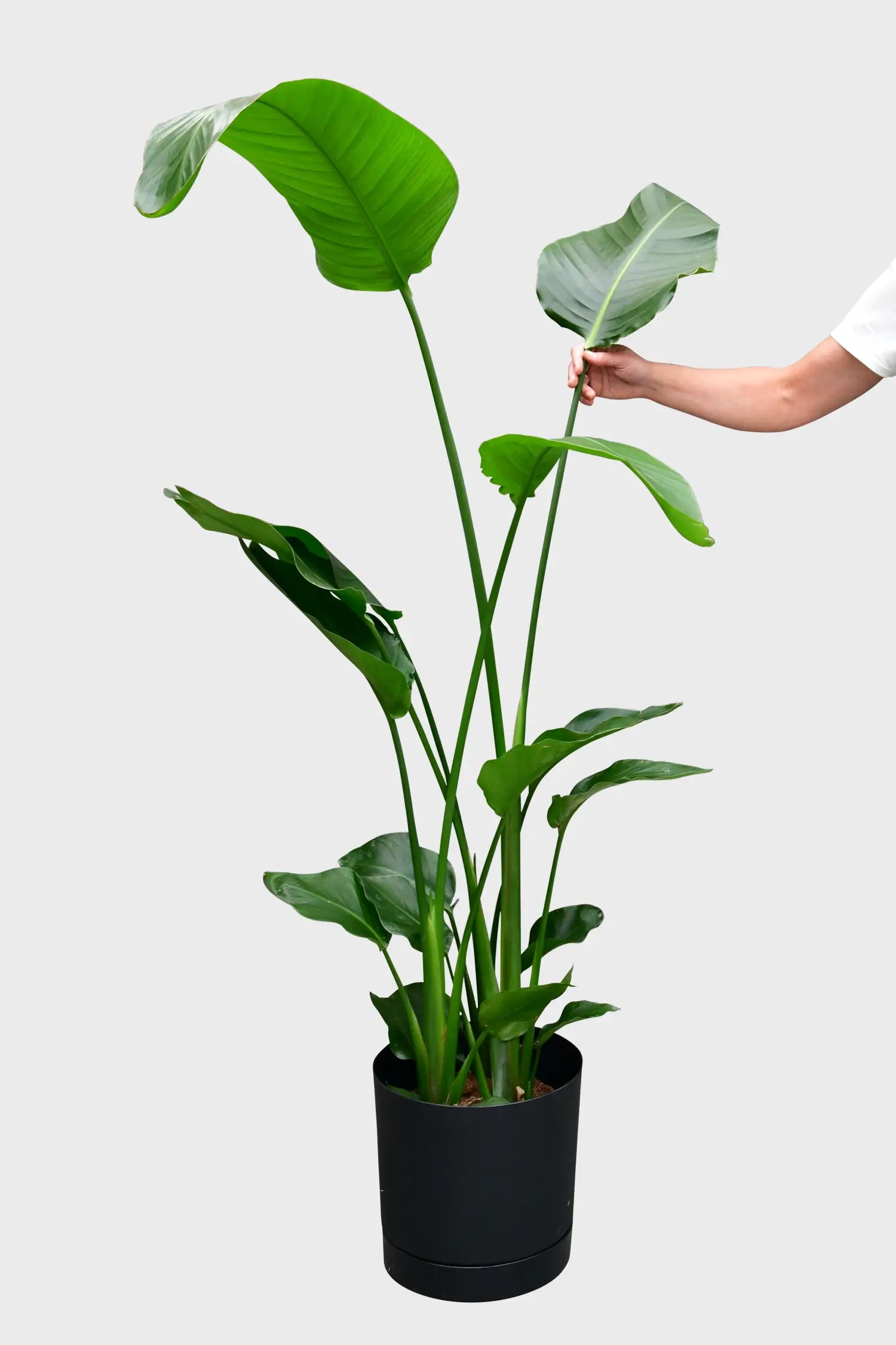 XXL Strelitzie kaufen – Green Me Up