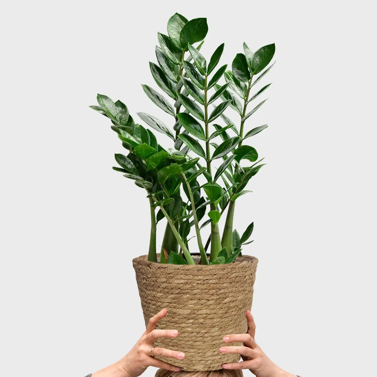 Zarter Zamio – Green Me Up