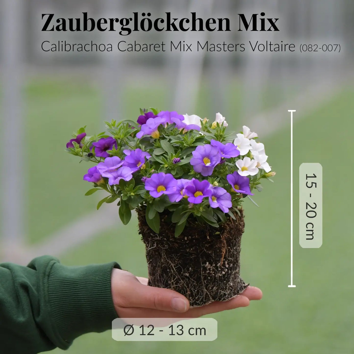 Balkonkasten Set Marine Sommerblumen Look