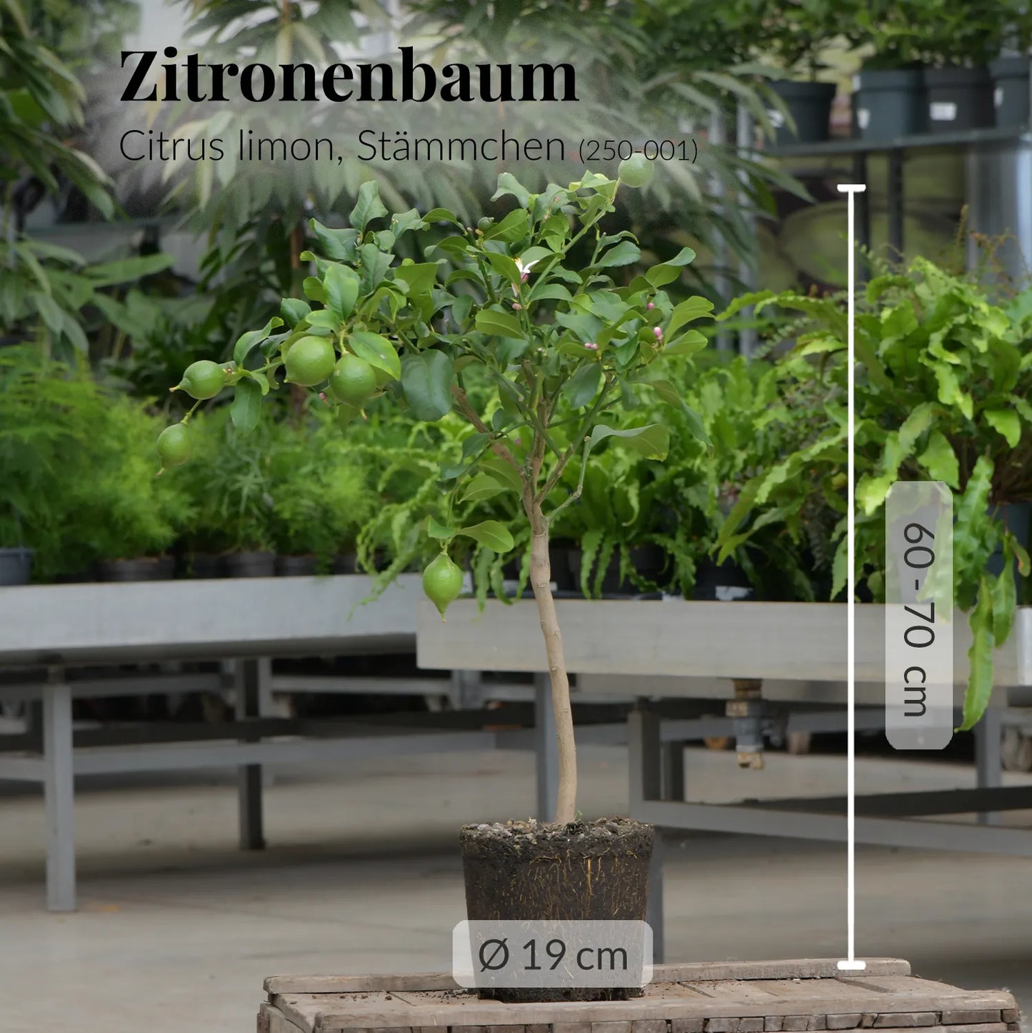 Amalfi Zitronenbaum mit grünen Früchten, 60-70cm