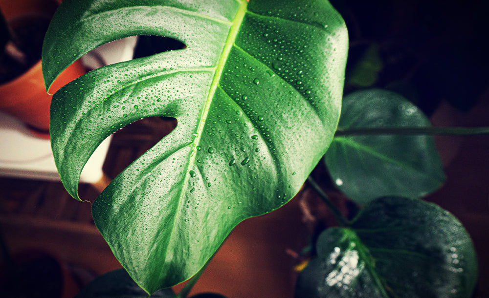 Monstera, Fensterblatt großes Blatt mit Wassertropfen