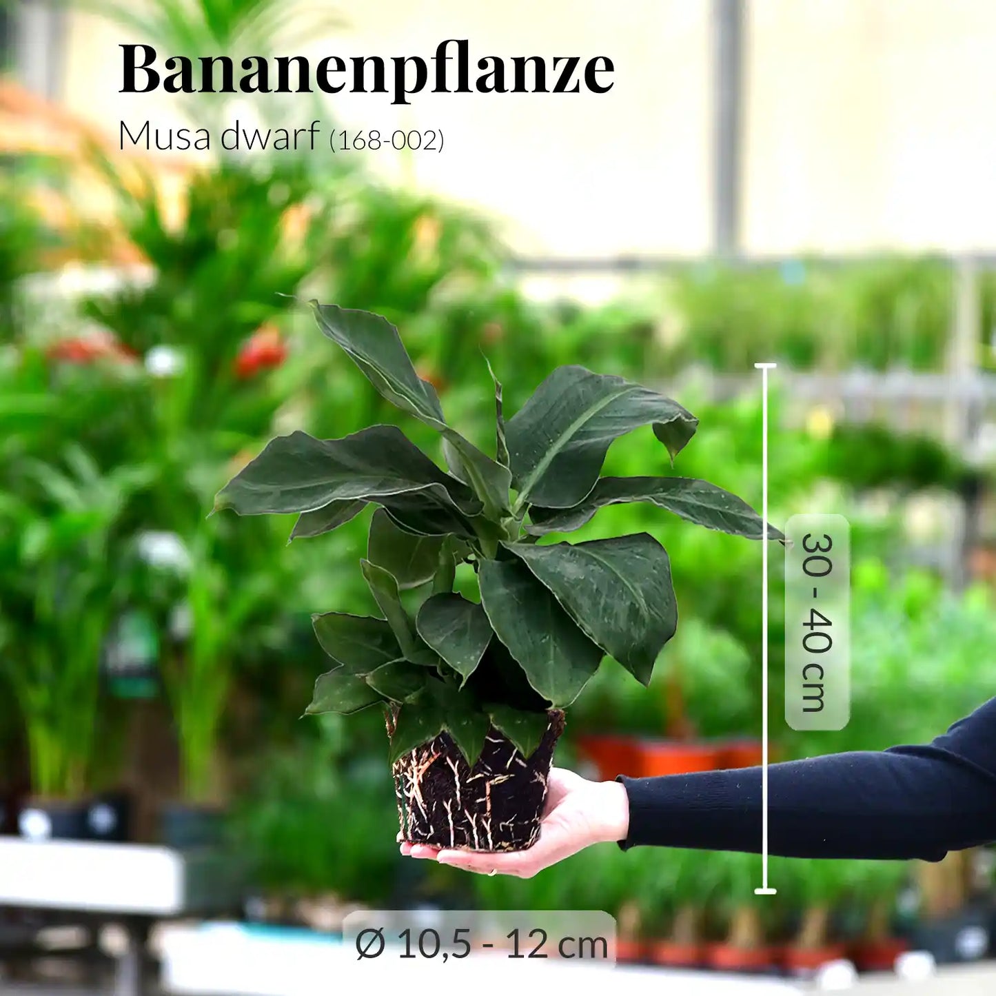 Kleine Bananenpflanze
