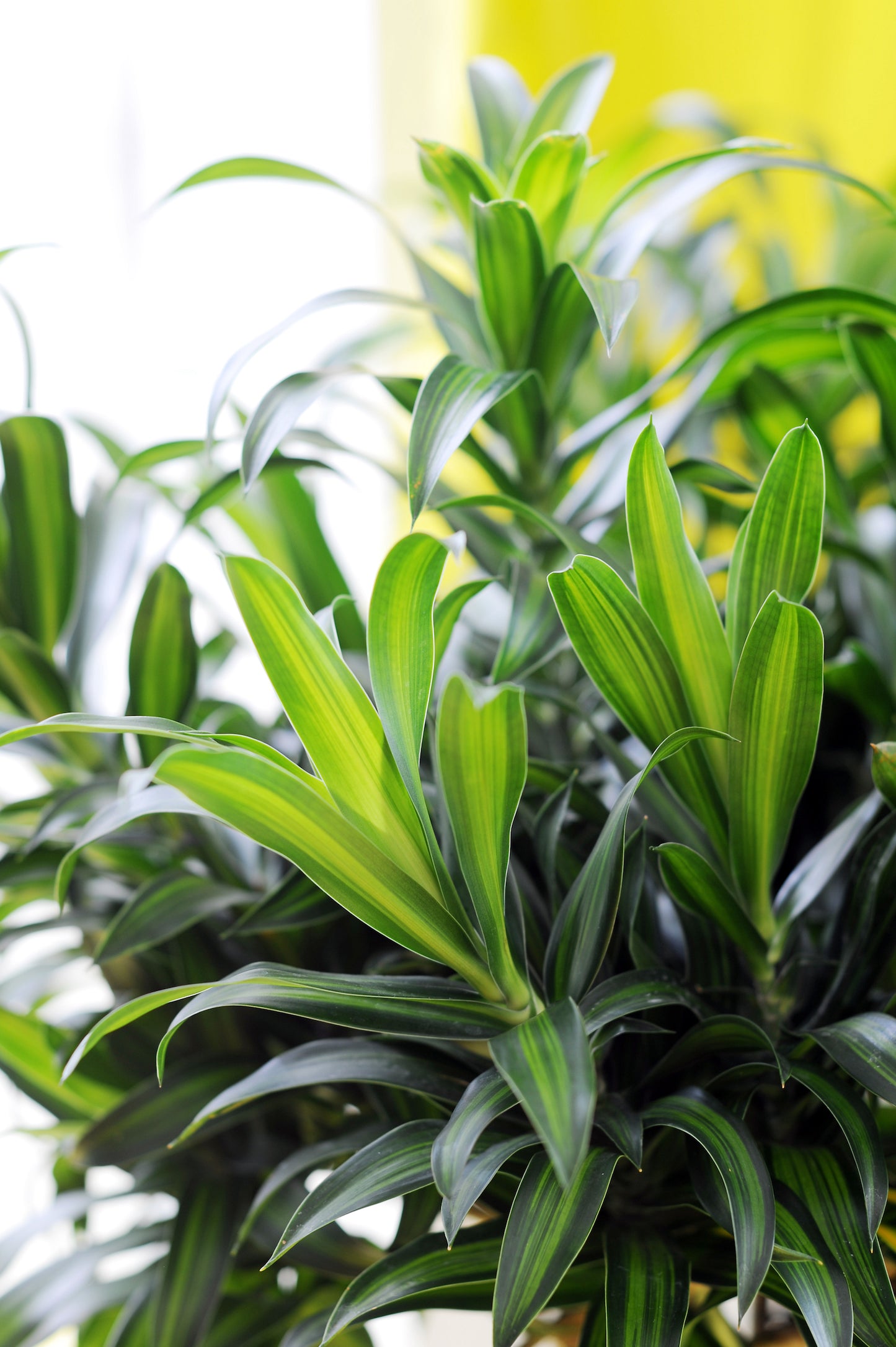 HYDRO SET XL BÜROPFLANZE Dracaena Rikki mit Pflanzgefäß in Betonoptik, 120-130cm