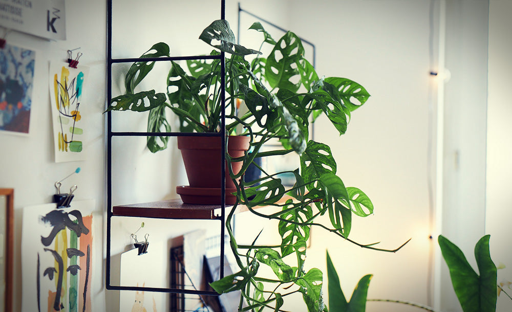 Monstera Monkey Leaf auf Regal mit geschlitzten Blättern