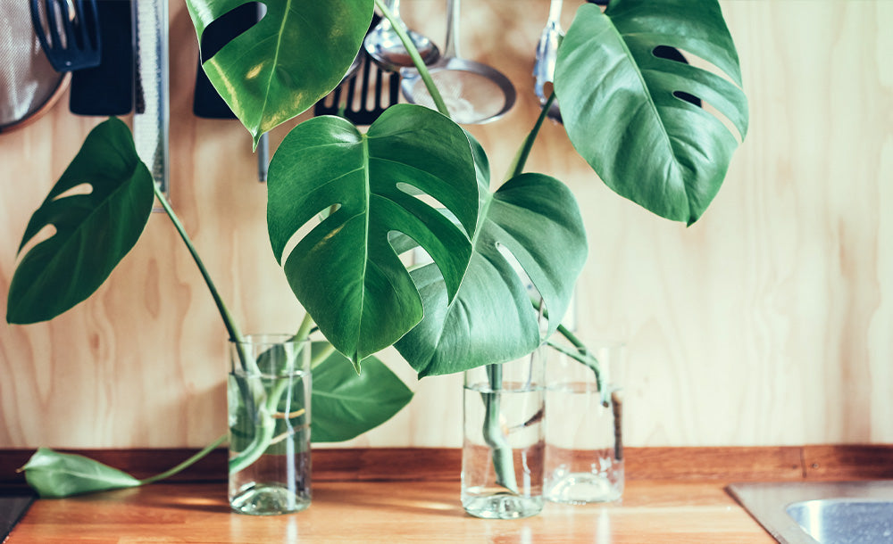 Monstera, Fensterblatt Stecklinge im Glas
