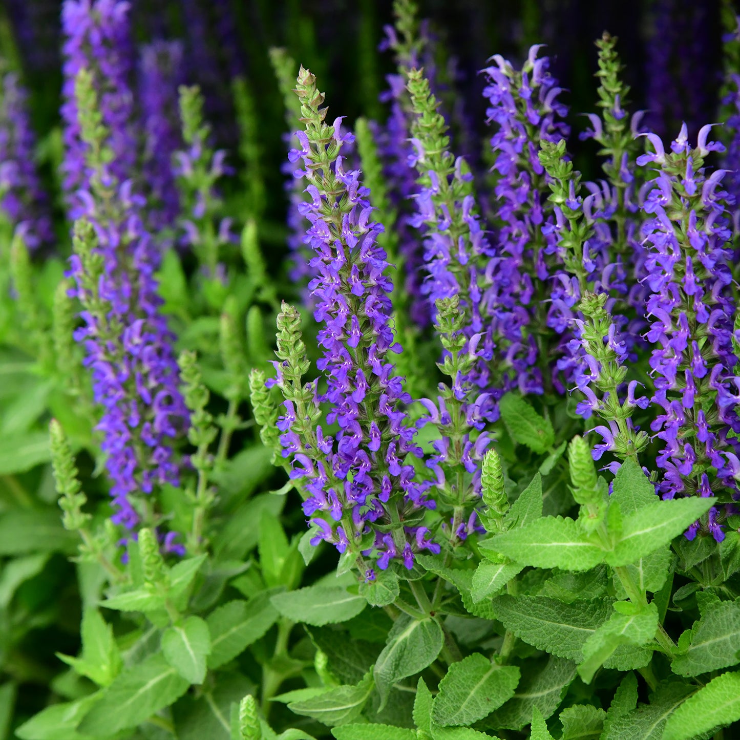3er Box bienenfreundliche blaue Salvia