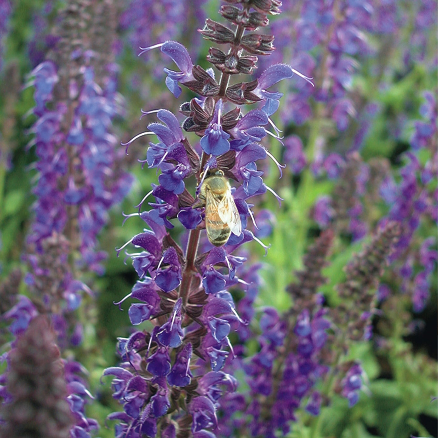 3er Box bienenfreundliche blaue Salvia