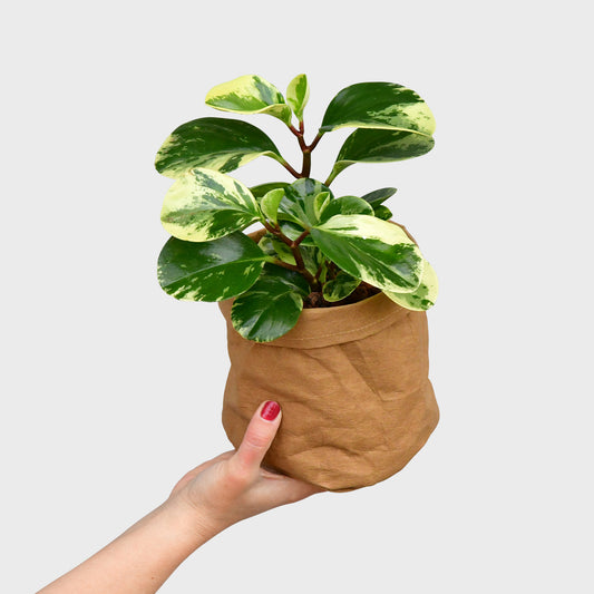 Hydro Gefleckter Zwergpfeffer Handbild Produktbild