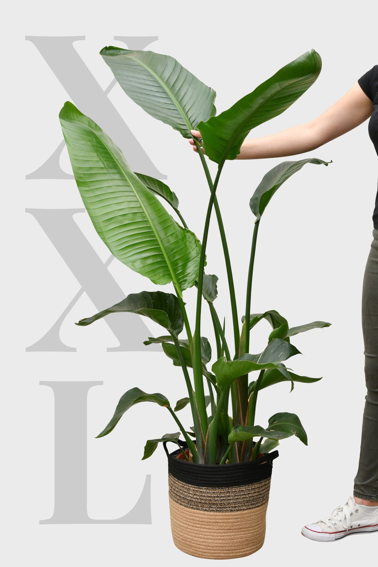 Echte XXL Strelitzie 140-150cm