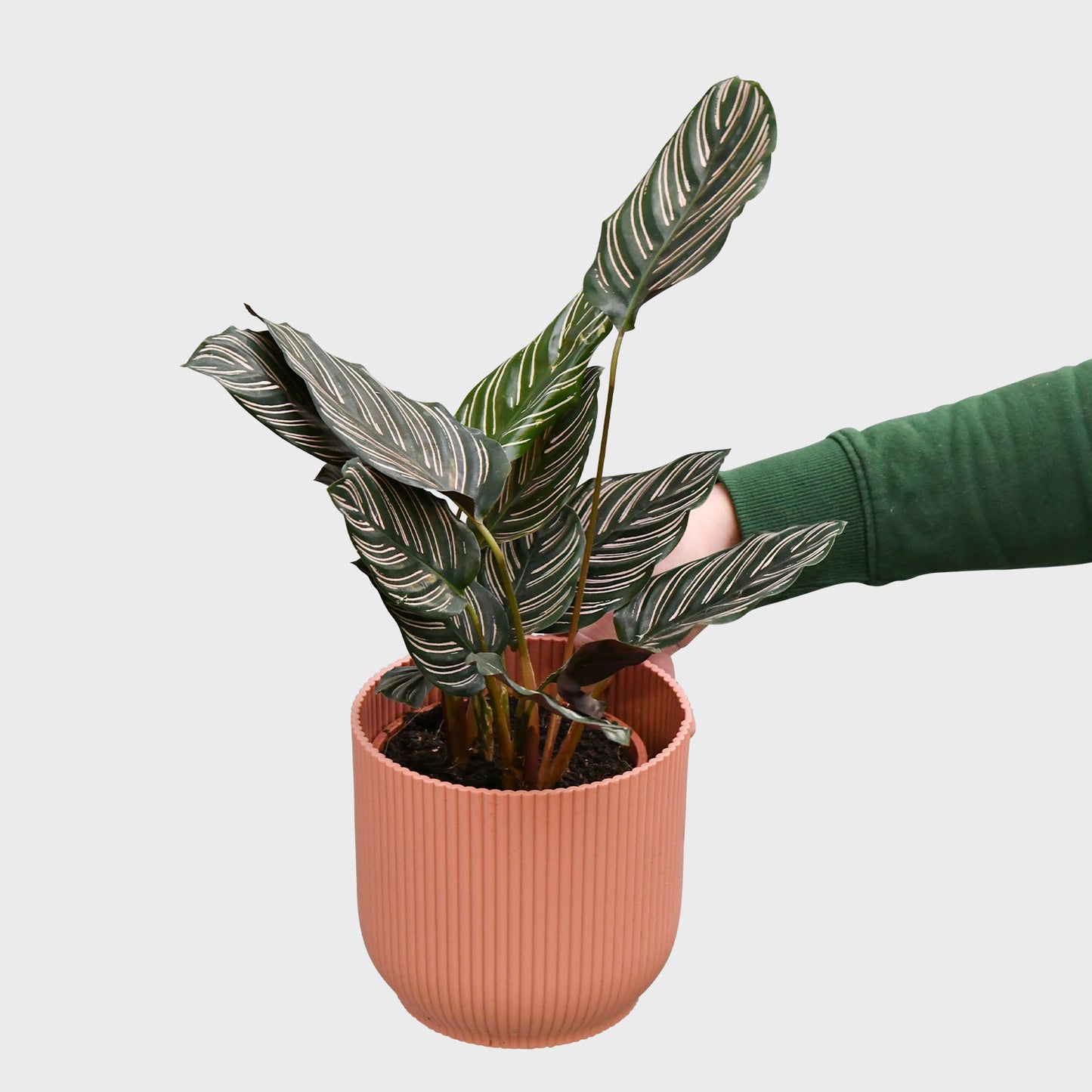 Calathea Ornata Pink