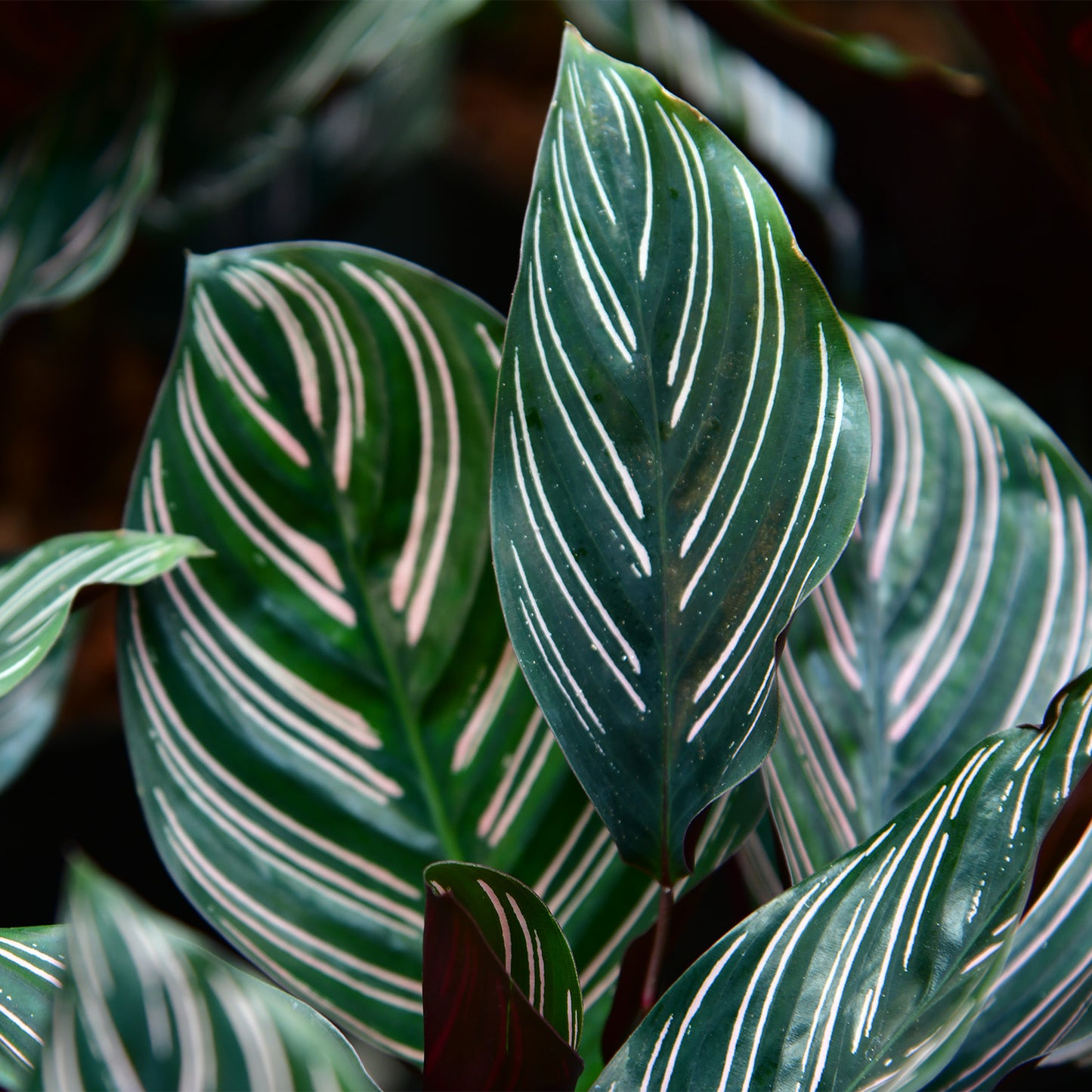 Calathea Ornata Pink