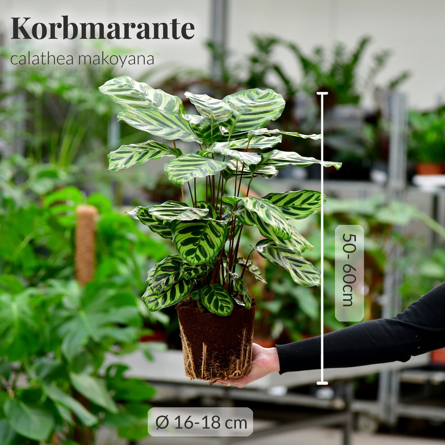 calathea makoyana mit maßangaben frisch vom Gärtner