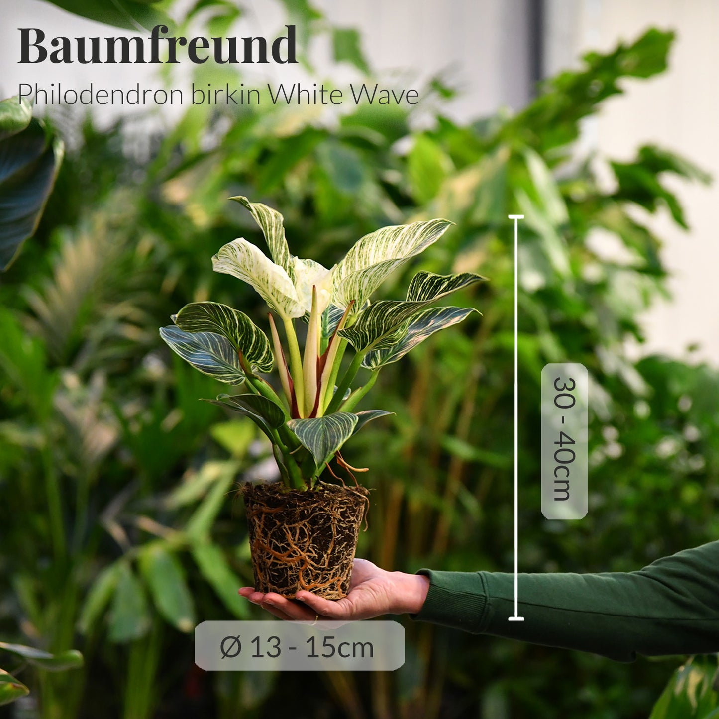 Philodendron White Wave