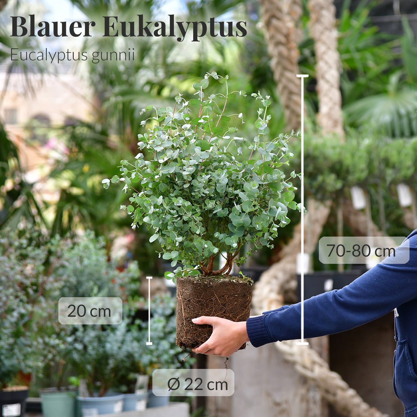 Duftender Eukalyptus Busch