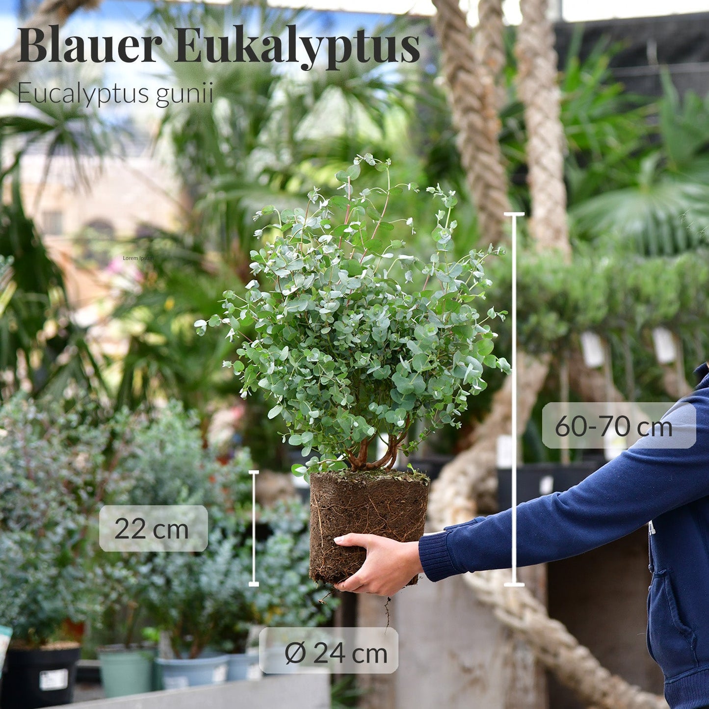 Loft Pflanzkübel Set Duftender Eukalyptus