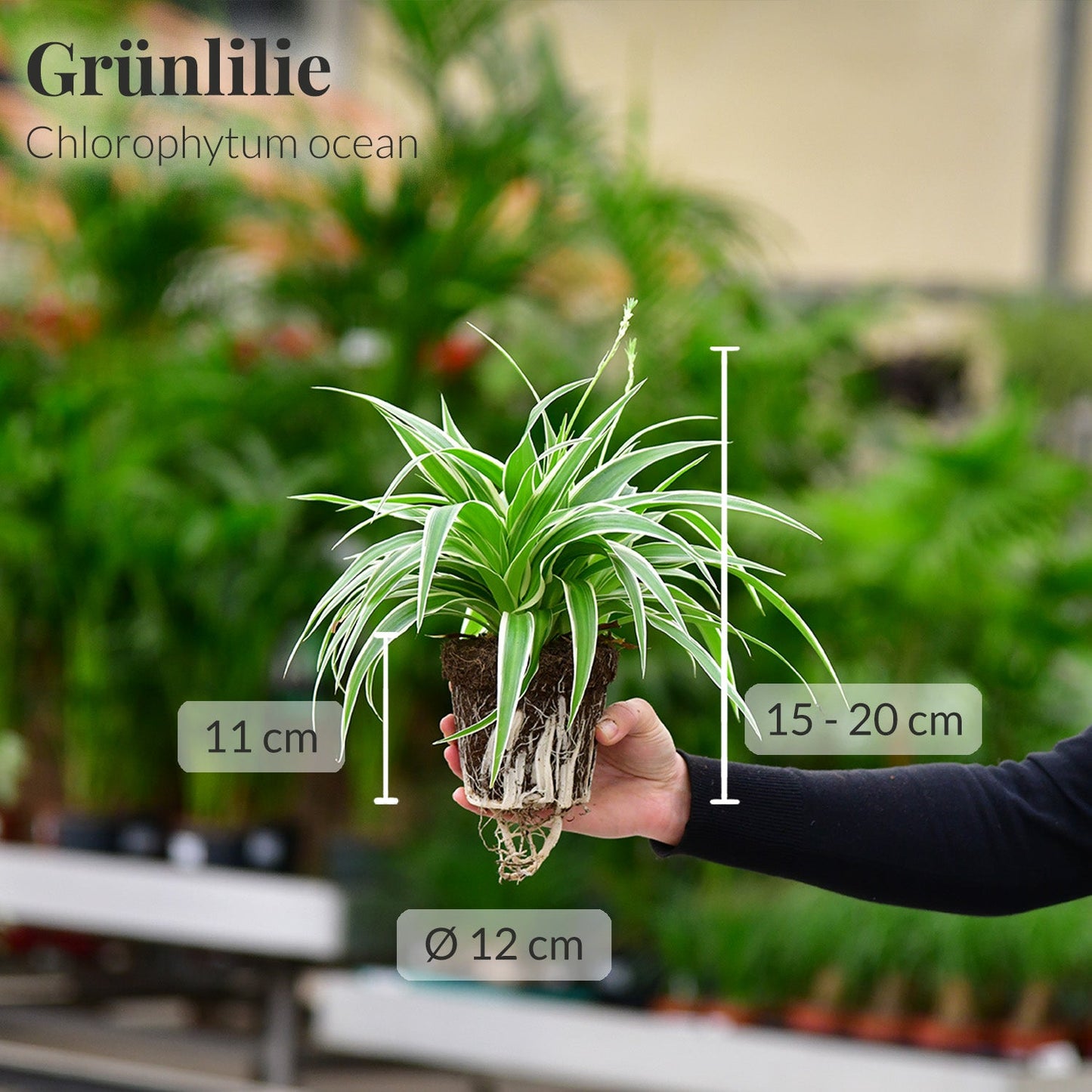 Grünlillie