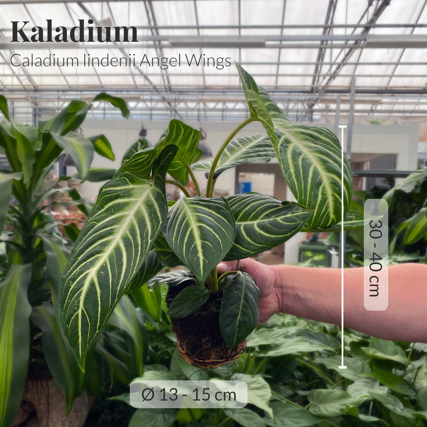 Sammlerstück Caladium Angel Wings