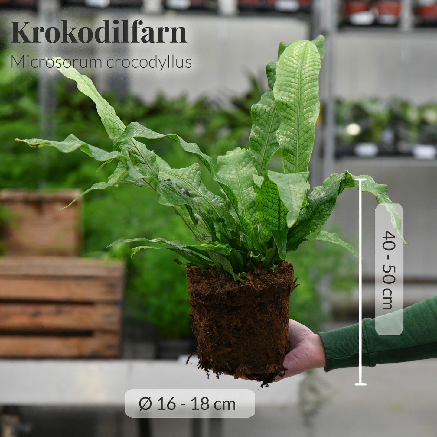 Krasser Krokodilfarn