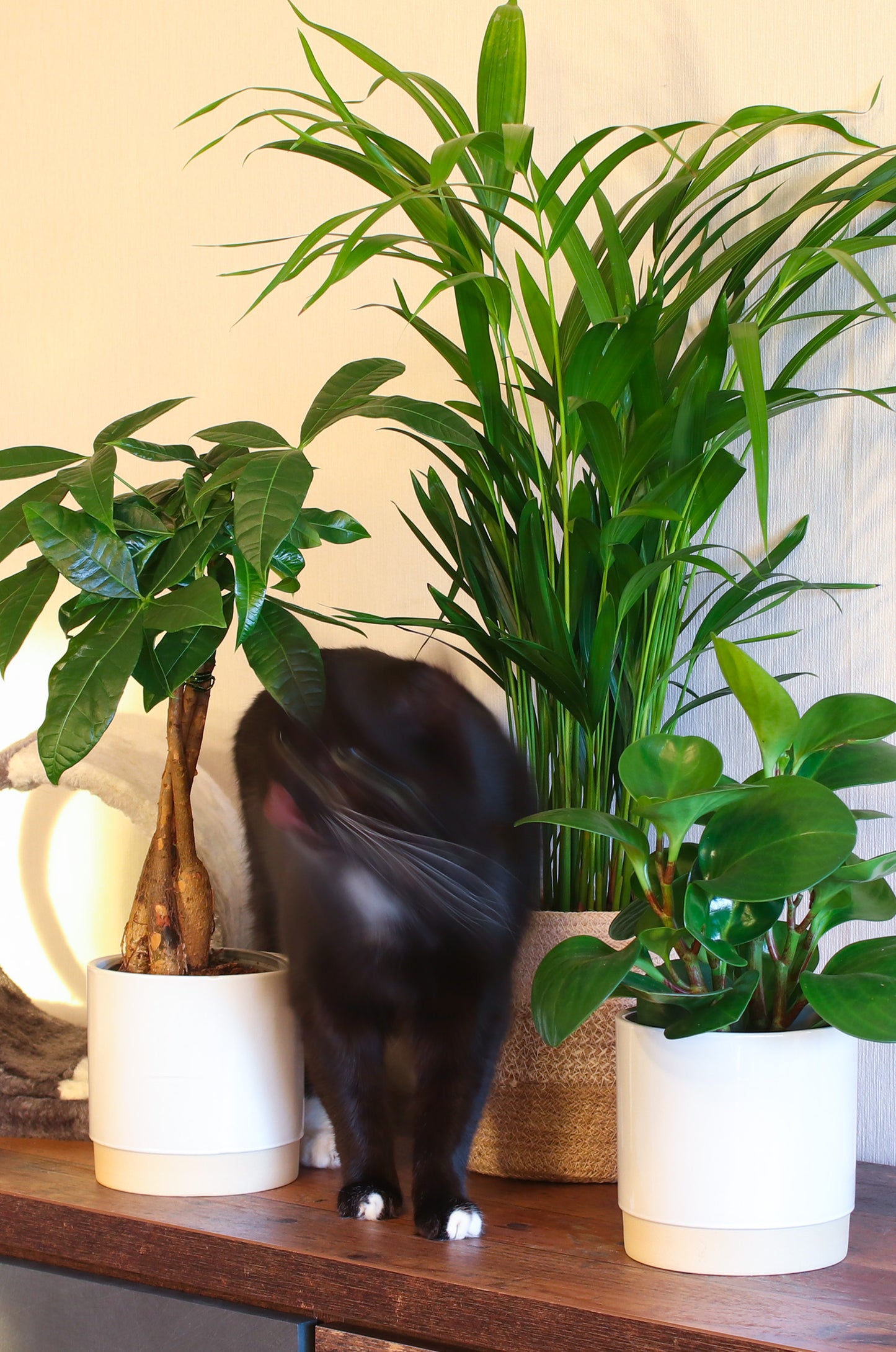 GROSSES BÜROPFLANZEN SET: für Petlover