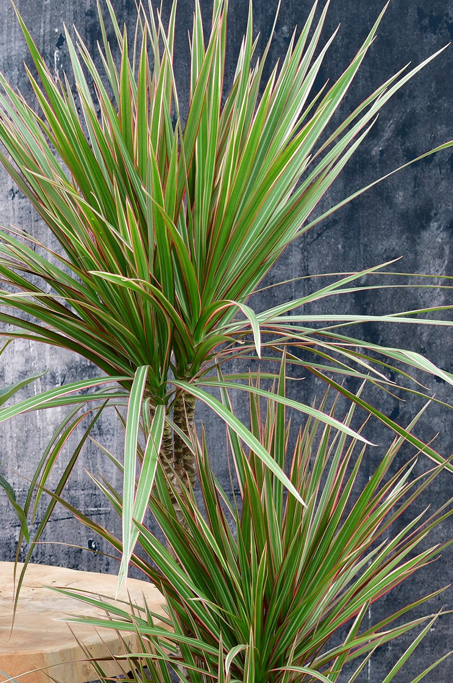 Dracaena Drachenbaum Büropflanze