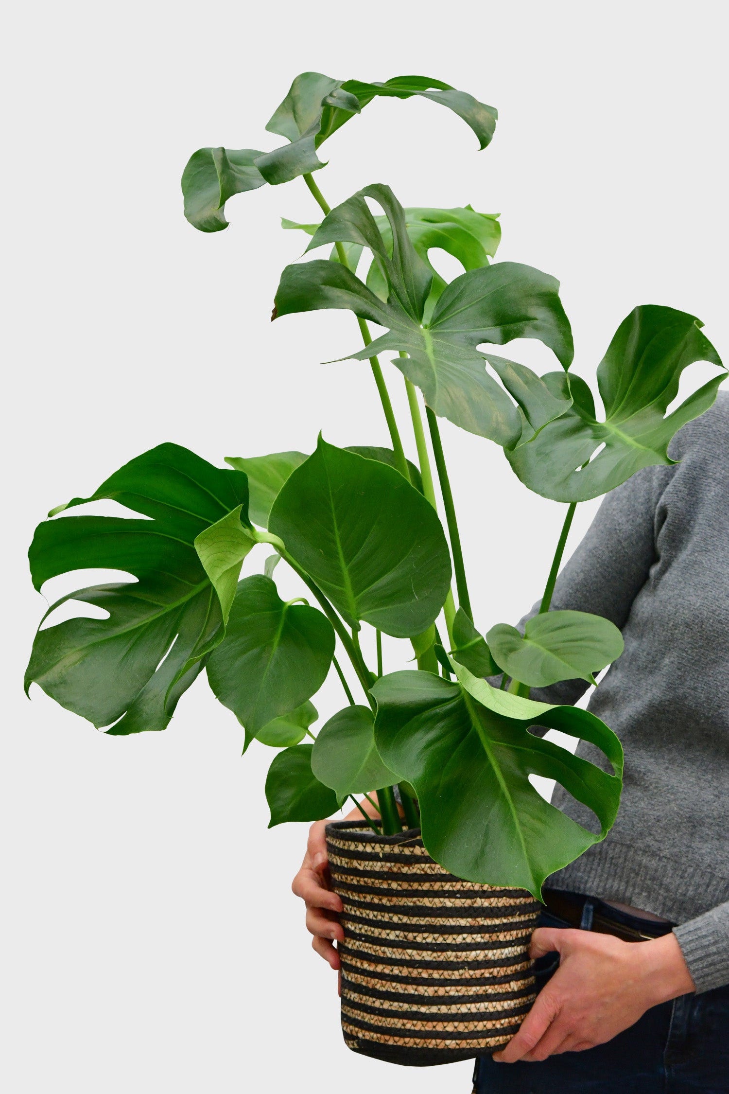 Große Monstera Green Me Up