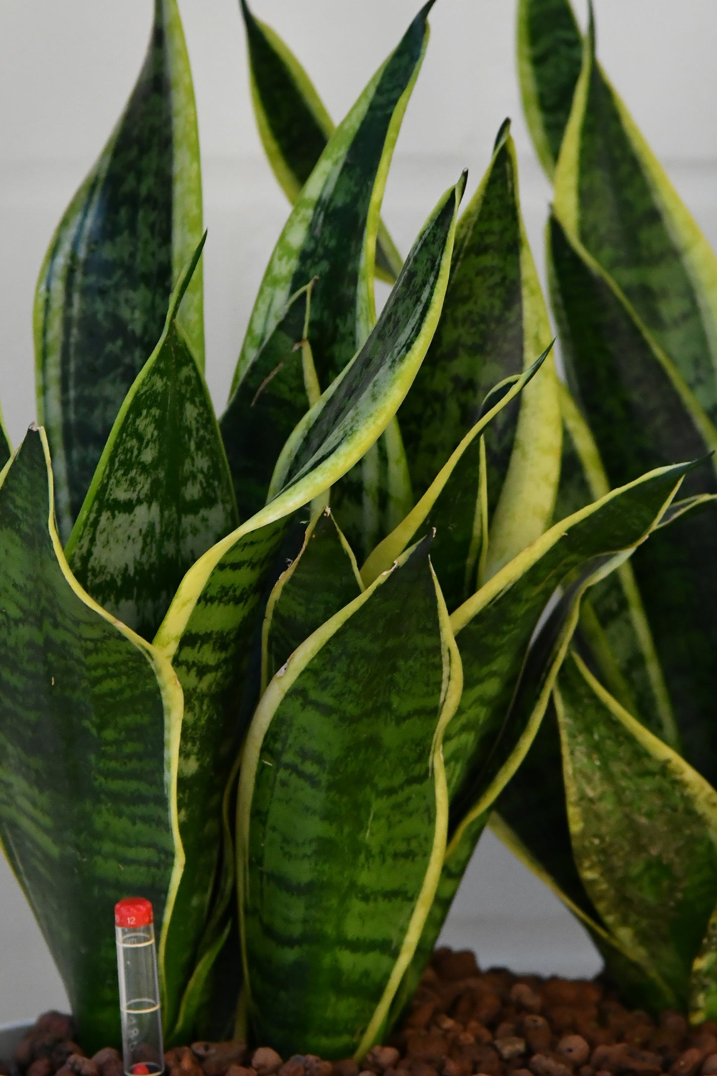 HYDRO SET XL BÜROPFLANZE Sansevieria mit klassischer Vase, 120-130cm
