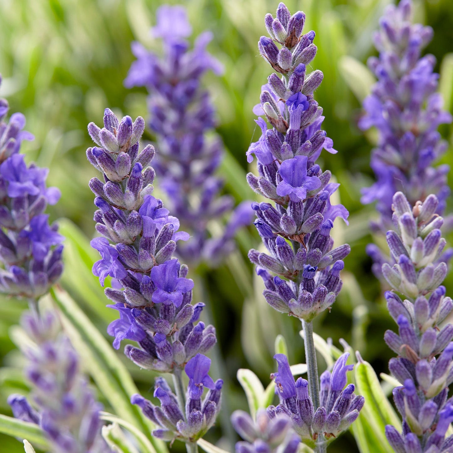 Großer Lavendel Busch