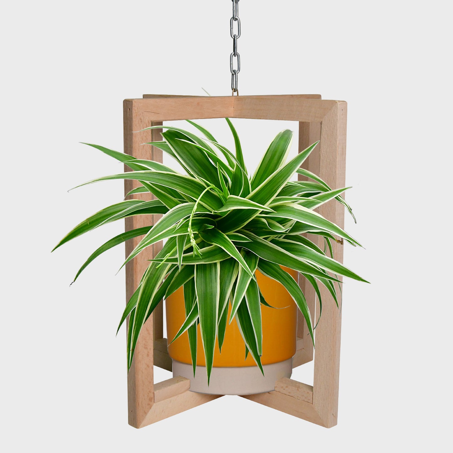 Quadro Set Grünlilie