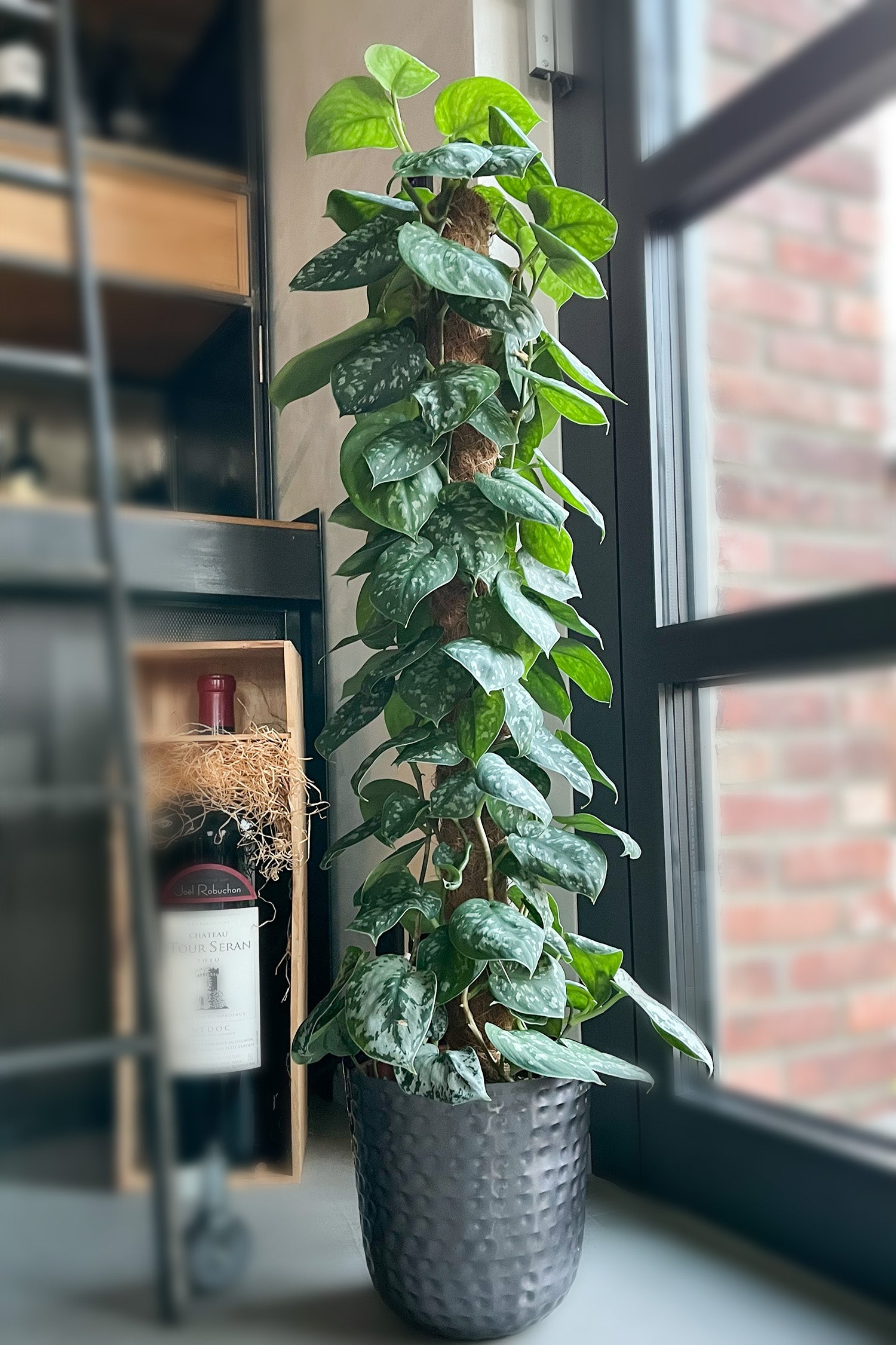 XXL Efeutute Scindapsus 150cm – Green Me Up