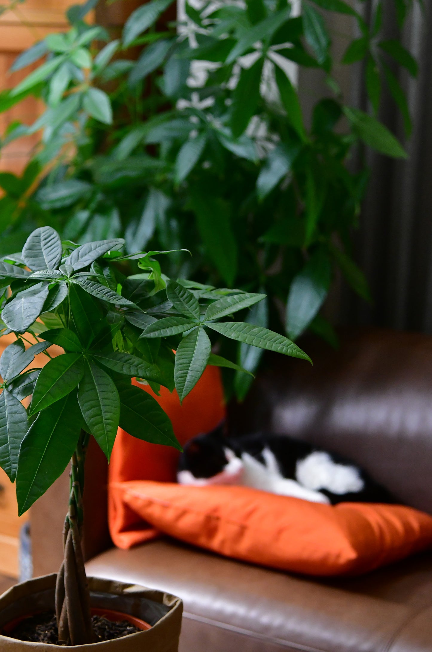 BÜROPFLANZEN SET: für einen Petlover