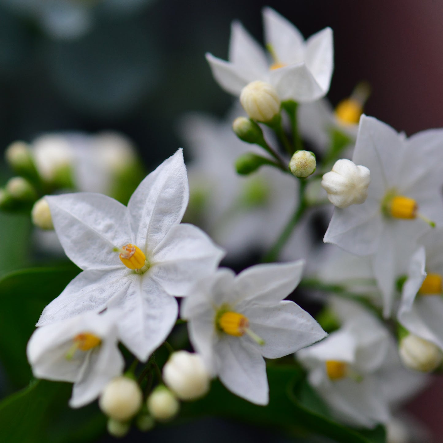 Weißer Sommerjasmin am Rankgitter