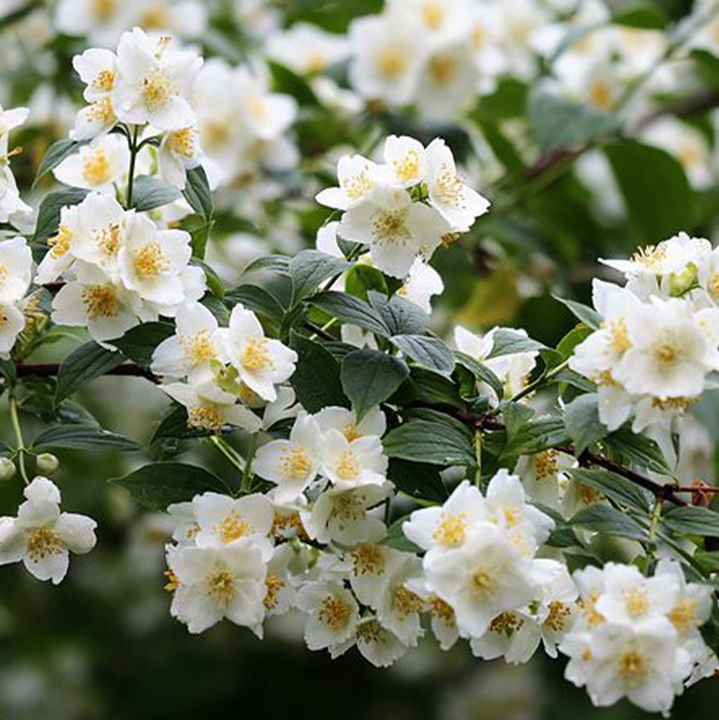 Weißer Sommerjasmin am Rankgitter