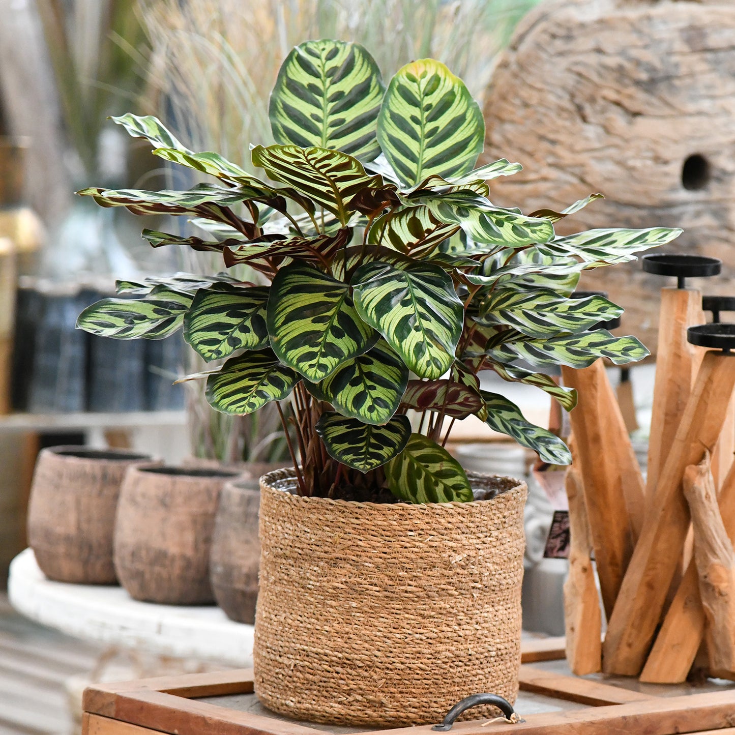 Stimmungsbild Calathea Makoyana in Holzumgebung